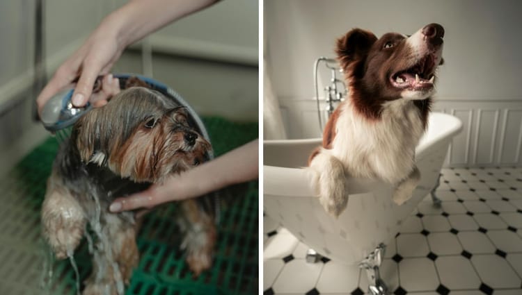 The Ultimate Guide to Organic Dog Shampoo: Pampering Your Pooch Naturally