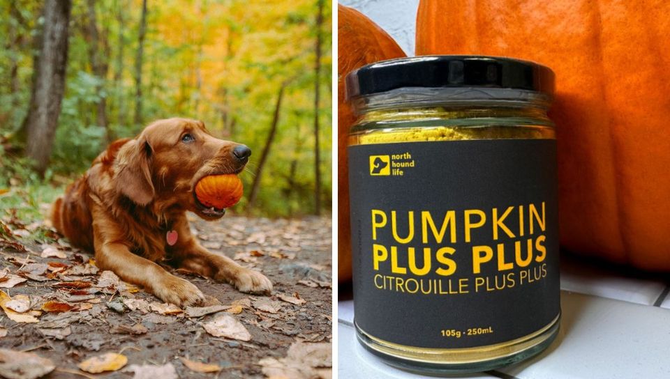 From Ruff to Puffkin: Unleash the Power of Pumpkin Supplements for Your Furry Friend!
