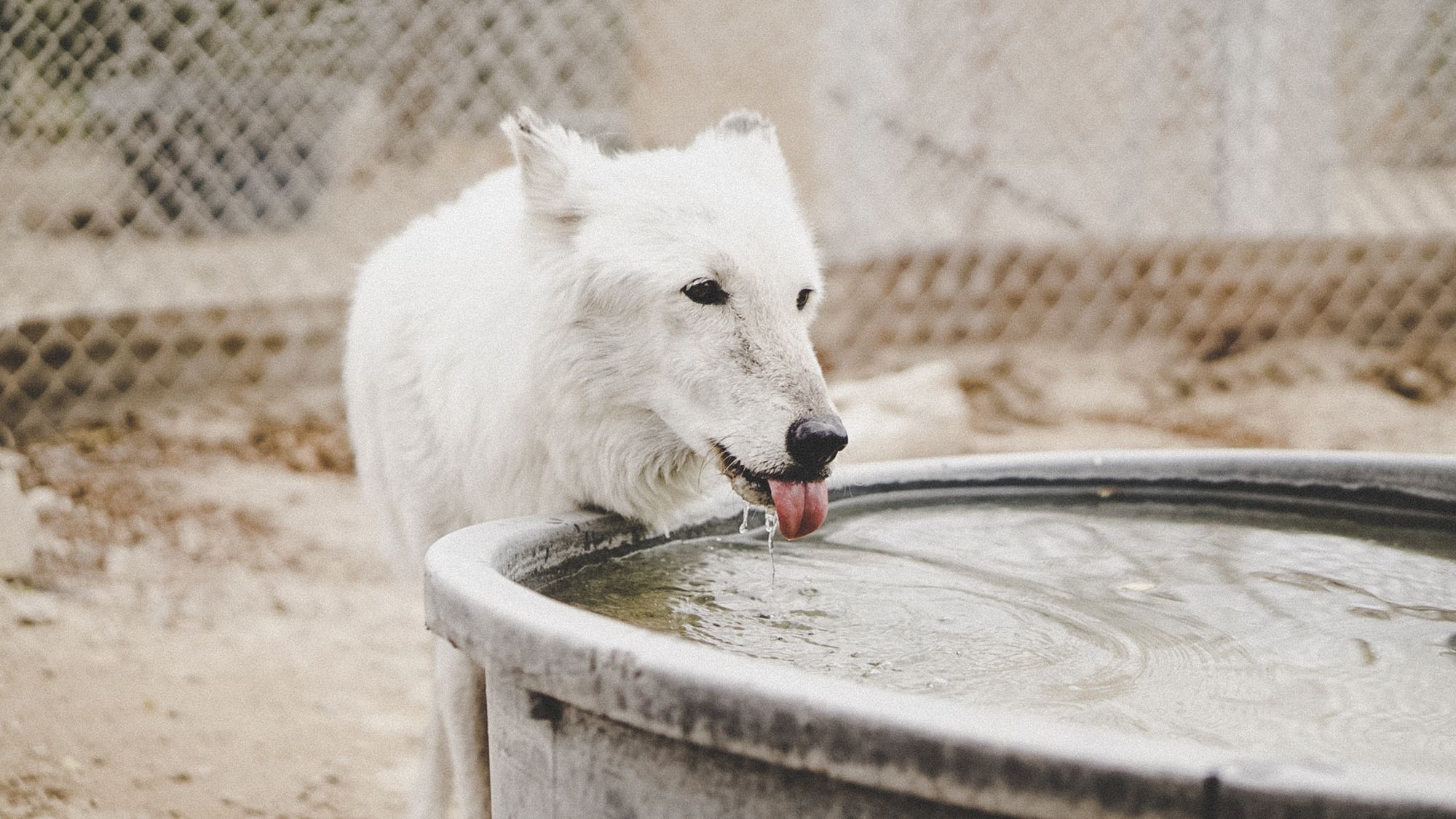 how-much-water-should-my-dog-drink-daily