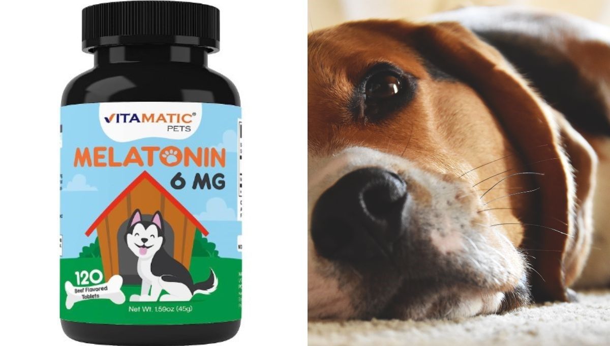 Can I Give My Dog Melatonin   Melacover2 