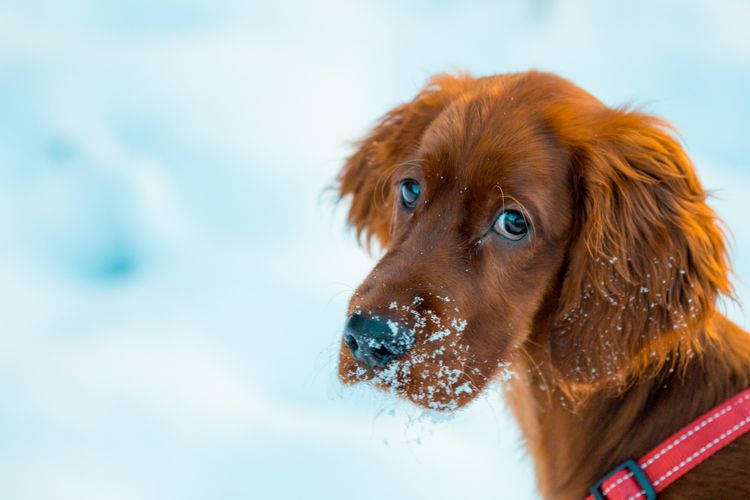 Does Your Dog Need Winter Boots?