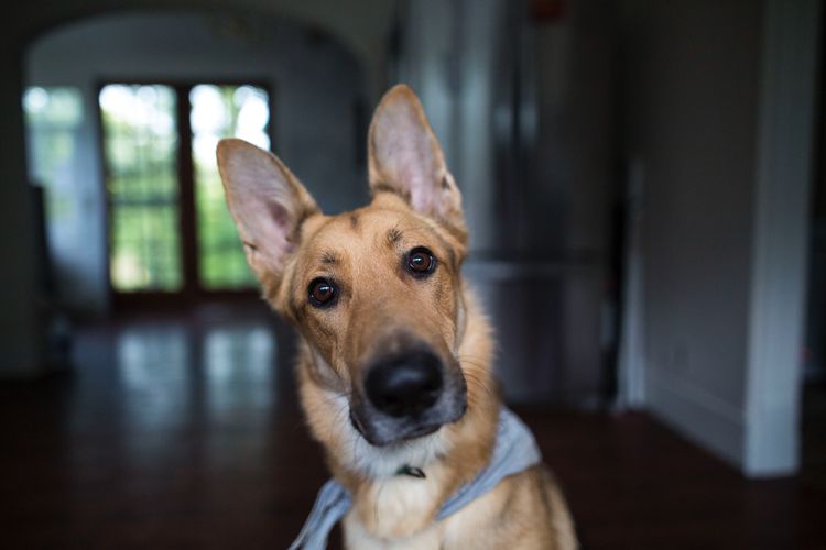 Brooms That Remove Dog Hair