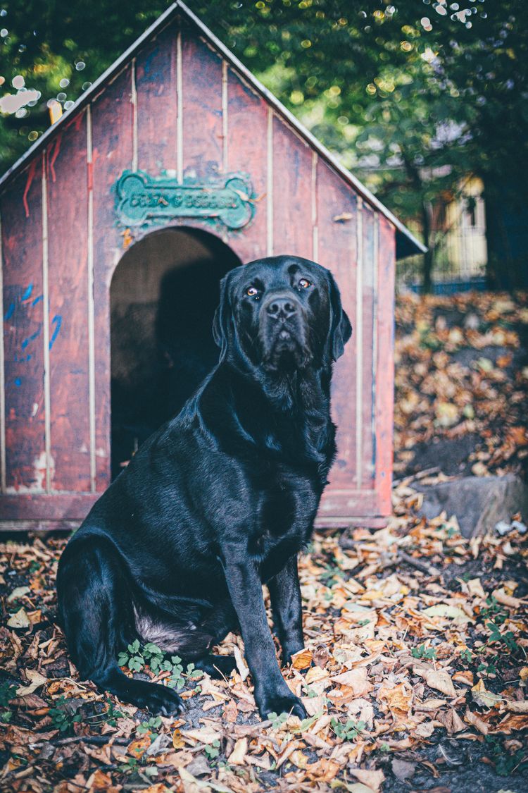 Best Dog Houses