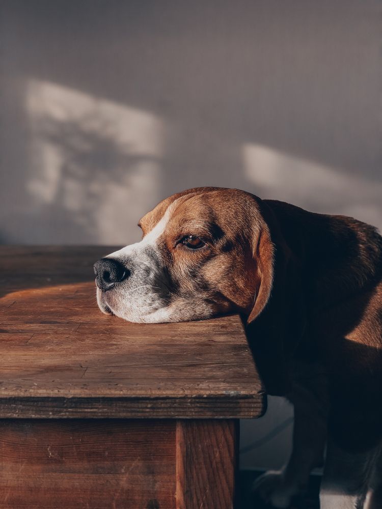 Can Dogs Get Depressed?