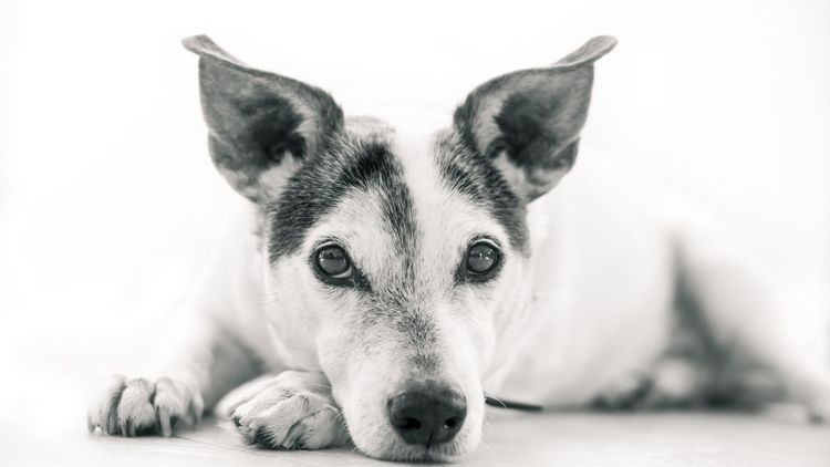 Can Dogs Really Tell When You’re Stressed Out?