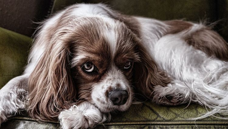 How to Stop Your Dog From Chewing His Bed