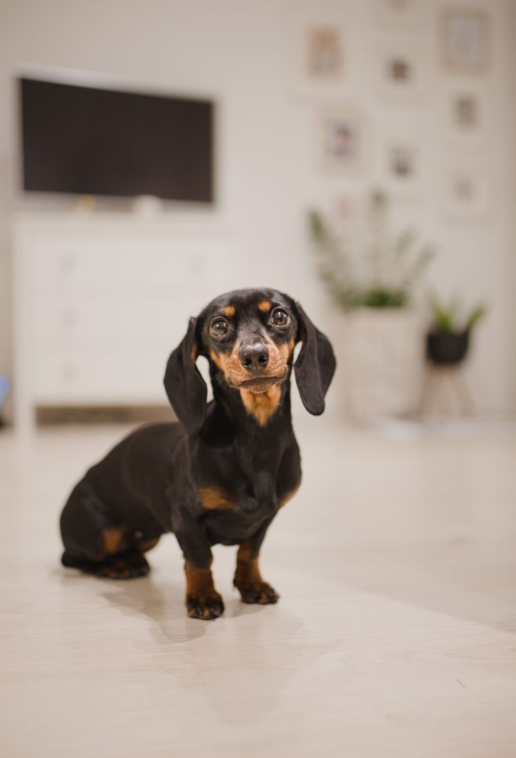 Best Dog Shampoo For Dachschunds