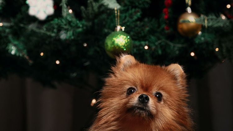 5 Tips for Training Your Dog to Leave the Christmas Tree Alone