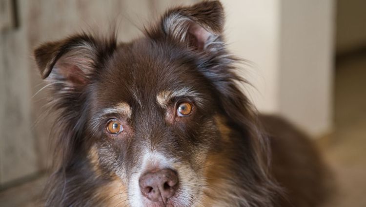 Which is the Best Bed for a Collie?