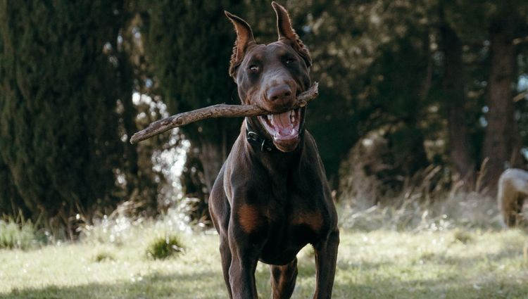 Best Dog Beds For Dobermans - Your One Stop Shop!