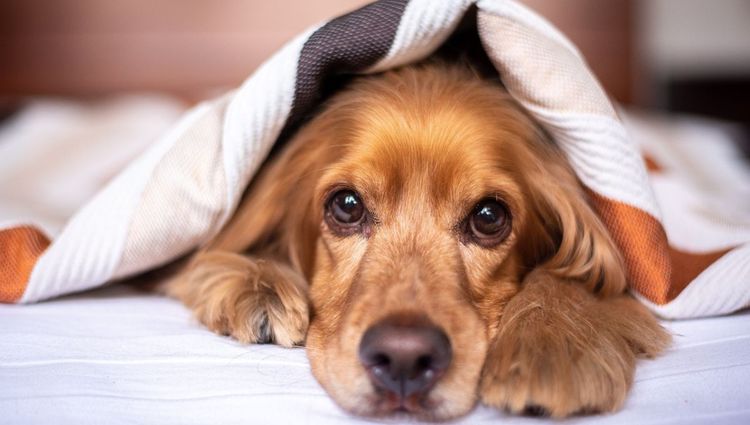 Why Do Dogs Scratch on Beds?