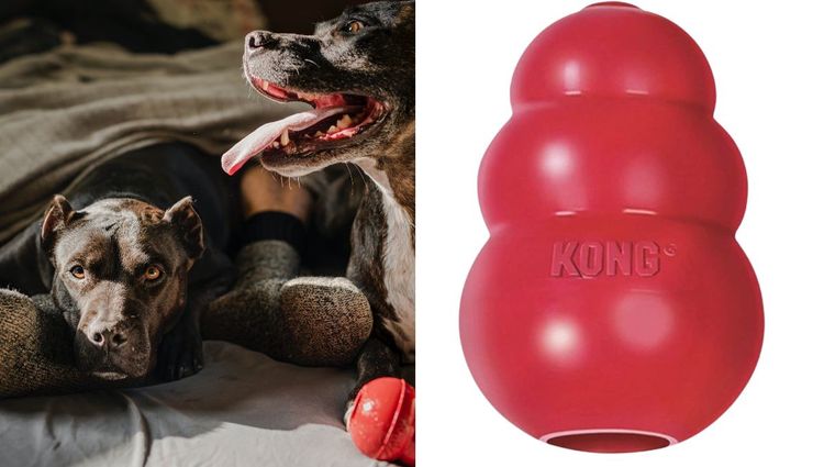 Dog Training Toys That Will Make Your Life Easier