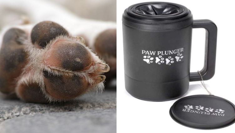 Best Dog Paw Cleaners | Top Picks for 2023