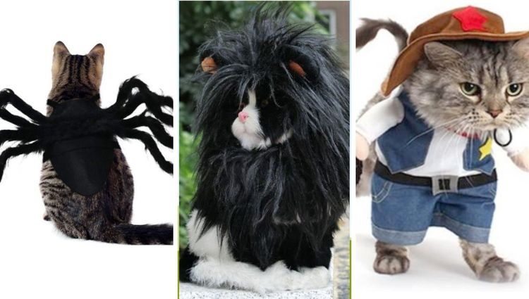 Best Cat Halloween Costumes