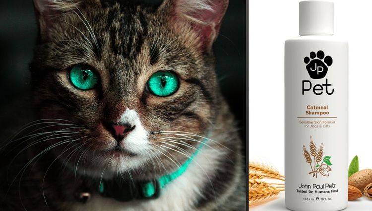 Cat Lovers: You Need to Try These Shampoos!