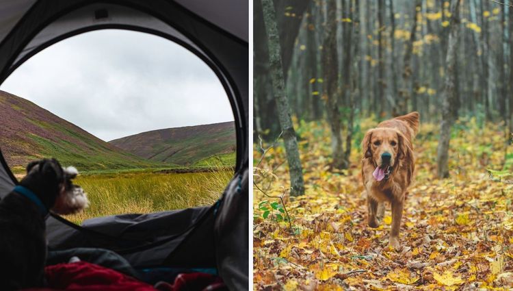 Best Tents For Camping With Your Dog