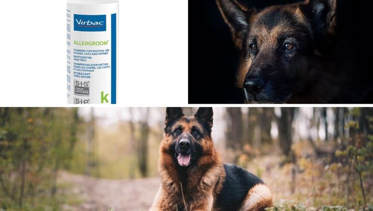 Best Shampoo for German Shepherds