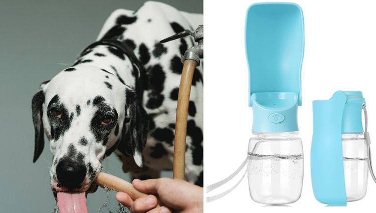 The Best Portable Water Bottles For Dogs | The Dog Outdoors