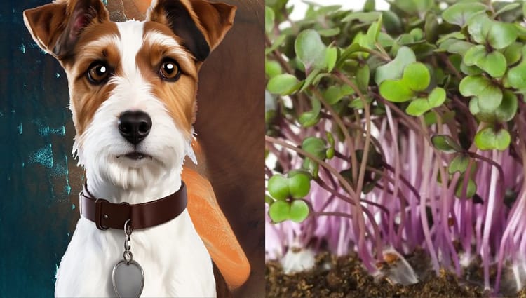 Paw-sitively Delicious: Red Cabbage Microgreens for Your Furry Friend