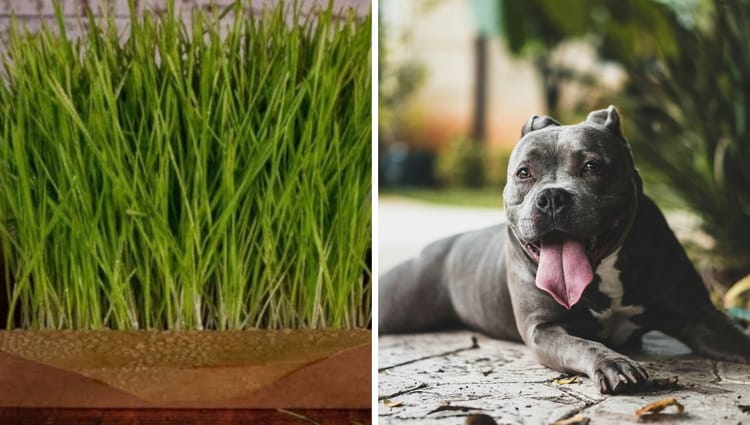 Barley Microgreens for Dogs: A Nutritional Powerhouse