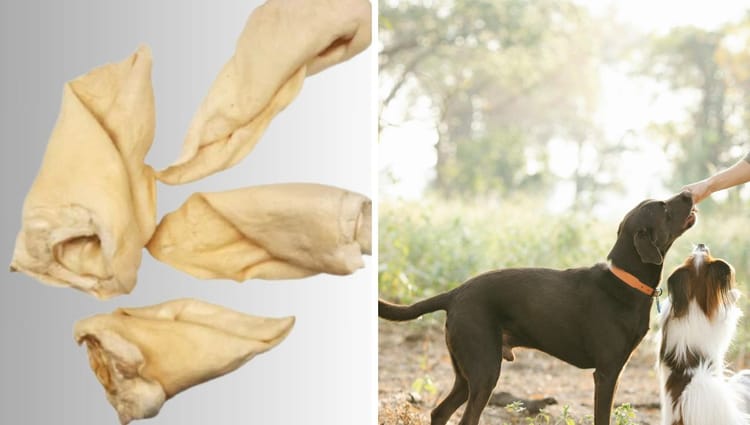 Chews Wisely: The All-Natural Beef Ear Delight for Discerning Dogs