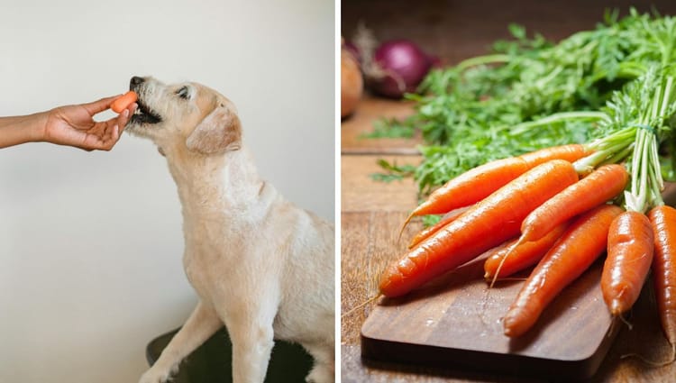 Canine Carrot Crunch: Paws-itively Perfect or a Hare-brained Idea?