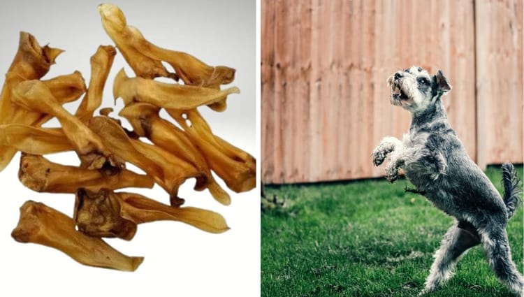 Lamb Ears: The Ultimate All-Natural Treat That Will Have Your Dog Begging for More!