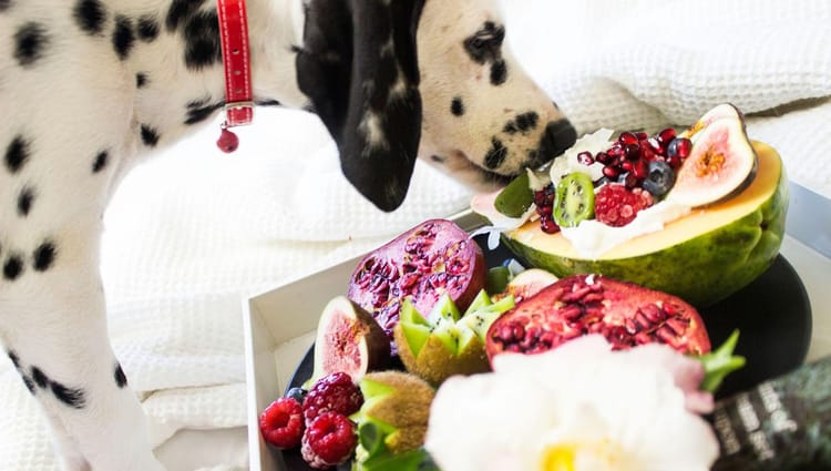 Bone Appétit: Keeping Your Pooch's Plate Safe and Scrumptious