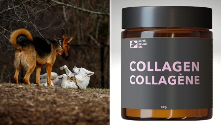 Coming Soon - Bone-Appetit: Grass-Fed Bovine Collagen for Pawsitively Healthy Pups