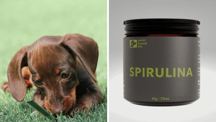 Super Spirulina: Unleash Your Dog's Inner Green Machine!