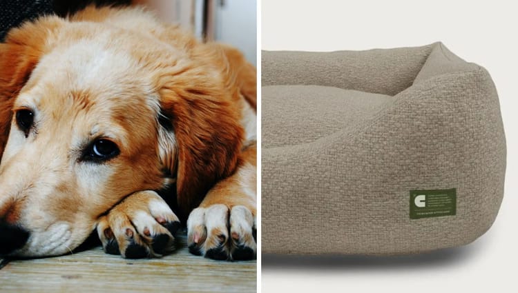 Eco-Friendly Dog Beds: A Sustainable Choice for Your Furry Friend