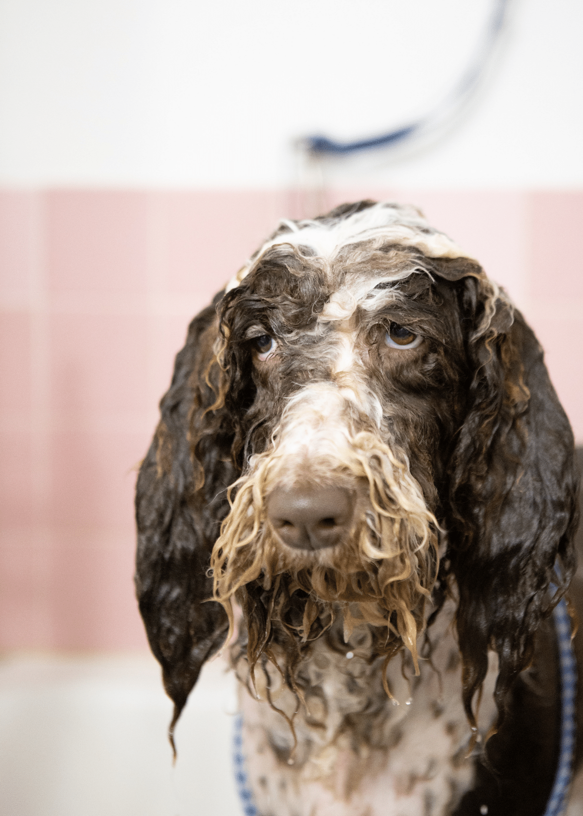 The joys (and trials) of washing your dog at home