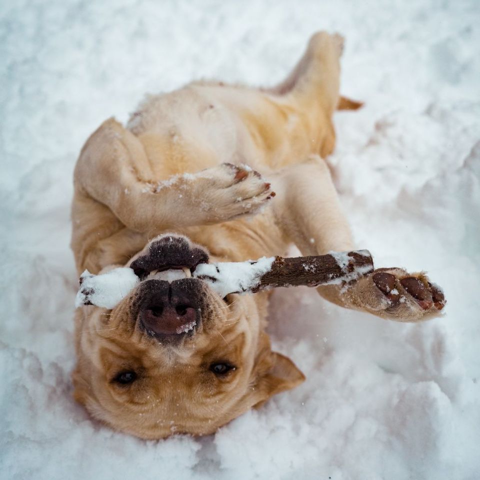 Why Do Some Dogs Like Snow?