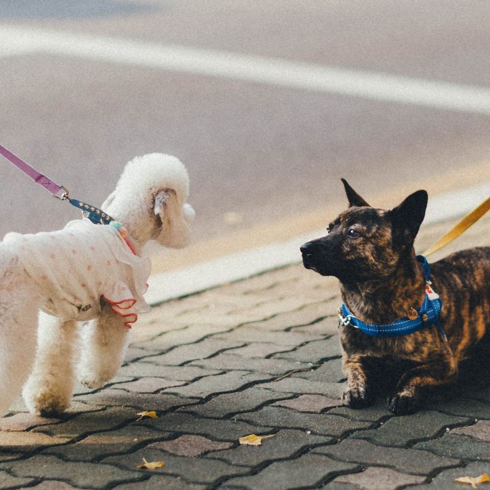 Do Dogs Get Bored with the Same Walk?