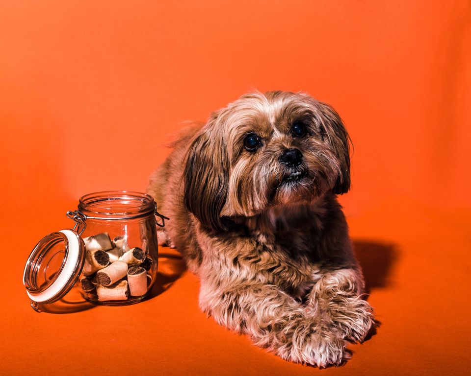 Best Treats For Dogs With Sensitive Stomachs