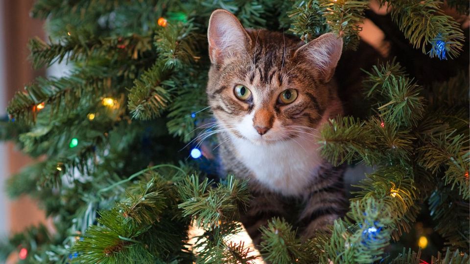 How to Train Your Cat to Keep Away from the Christmas Tree