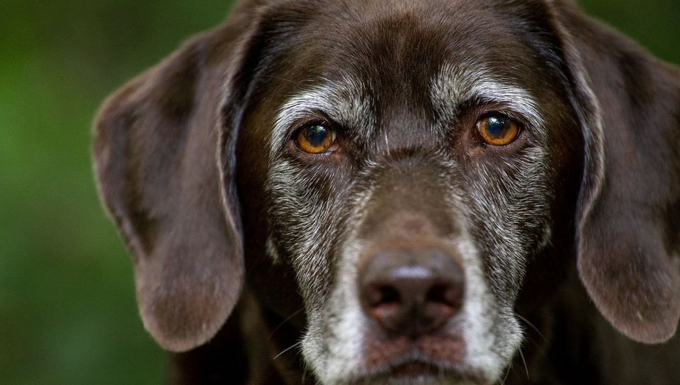 Is Your Dog Suffering From Arthritis? These Supplements Could Help!