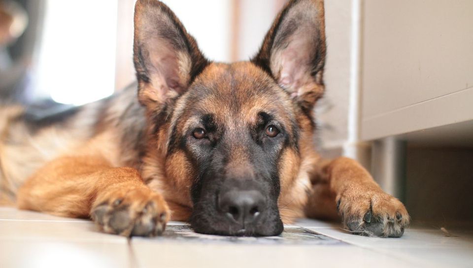 German Shepherd Beds: The Best Dog Bed for Your GSD