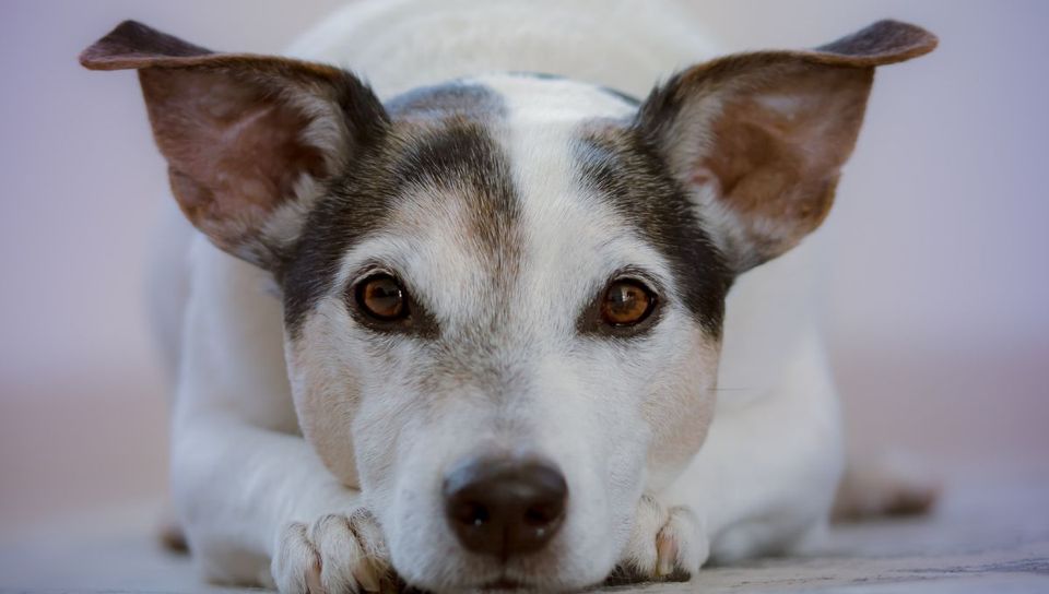 Worried About Your Dog's Ear Health?