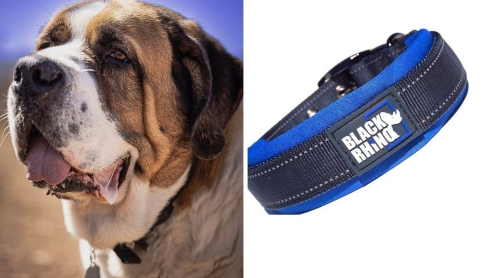 Best Dog Collars for Big Dogs