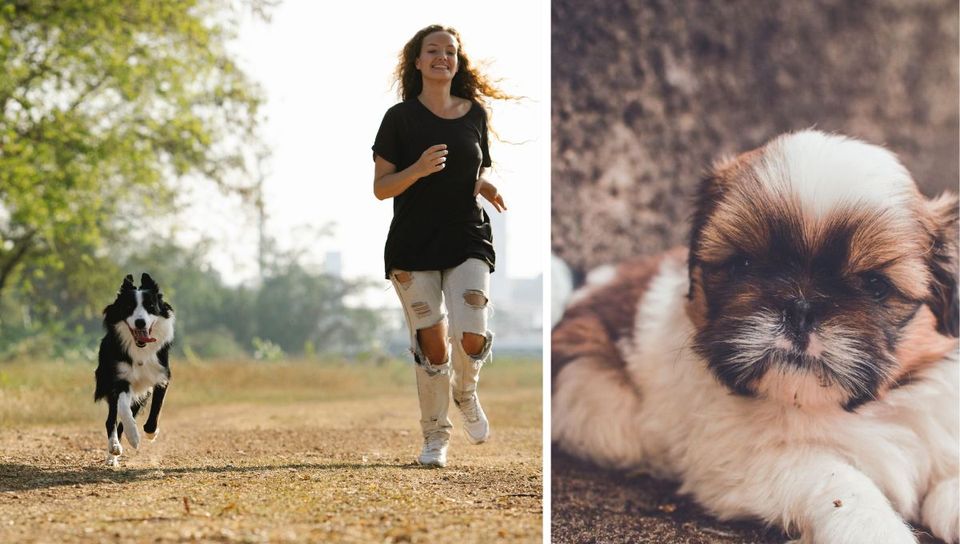 How to Pick the Perfect Pup for Your Lifestyle