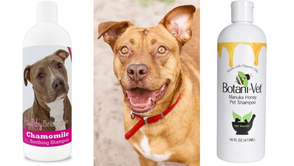 Fight Dirty with the Best Shampoo for Pitbulls