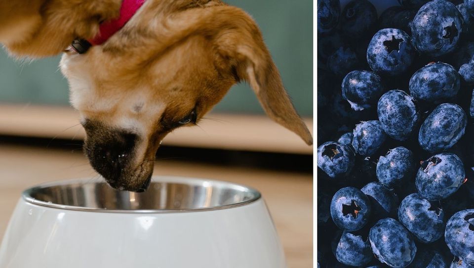 Can Dogs Eat Blueberries?