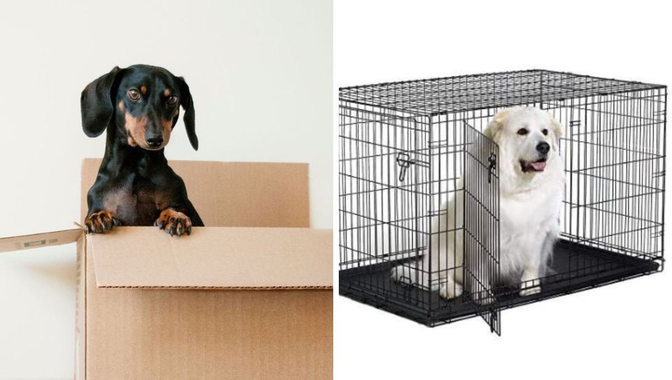 The Best Dog Crates For Every Size And Budget