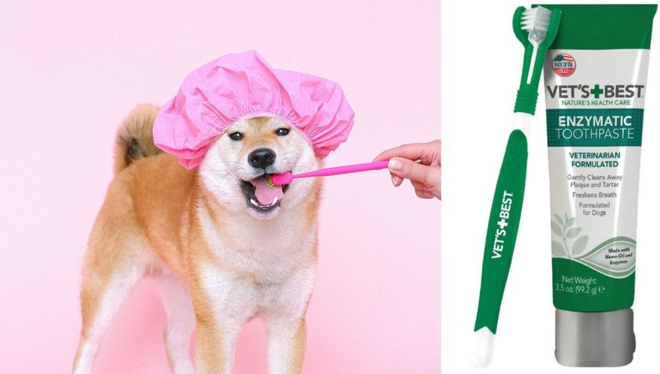 Say Cheese! The Best Toothpastes For Your Dog