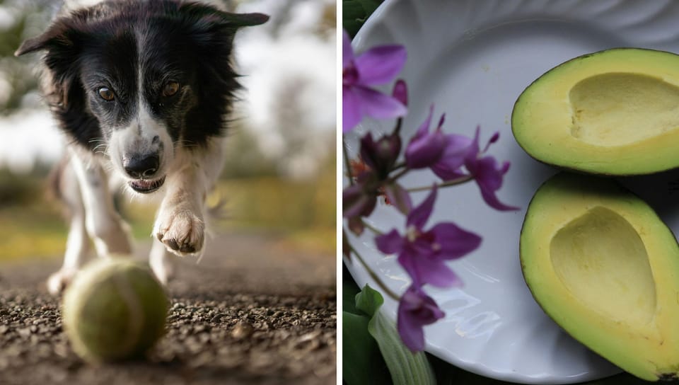 Paw-cado or Paws Off? The Great Avocado Debate