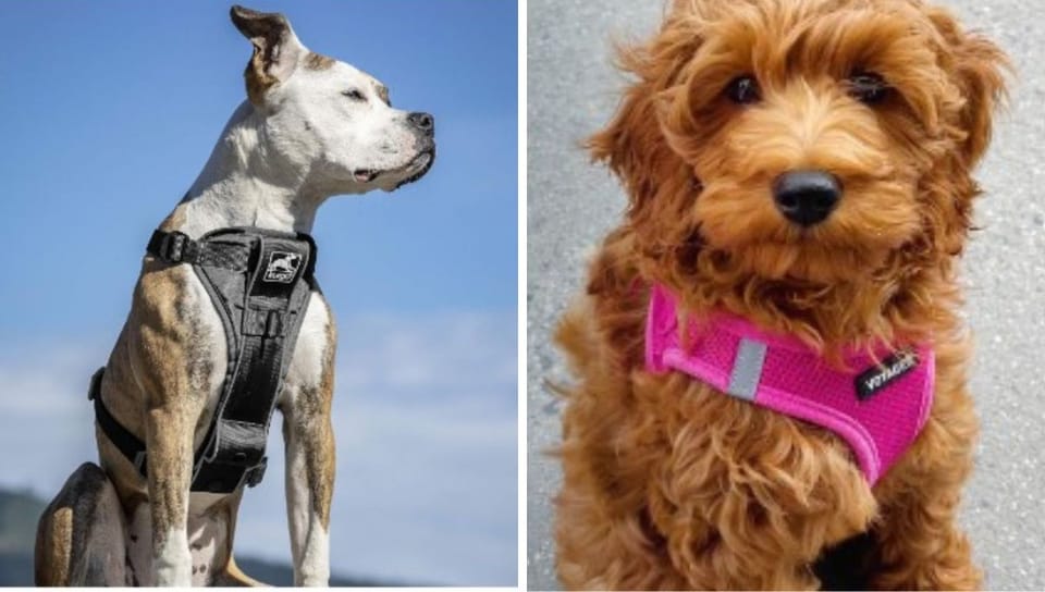 Pint-sized Pooch Perfection: Top-tier Harnesses for Tiny Tails