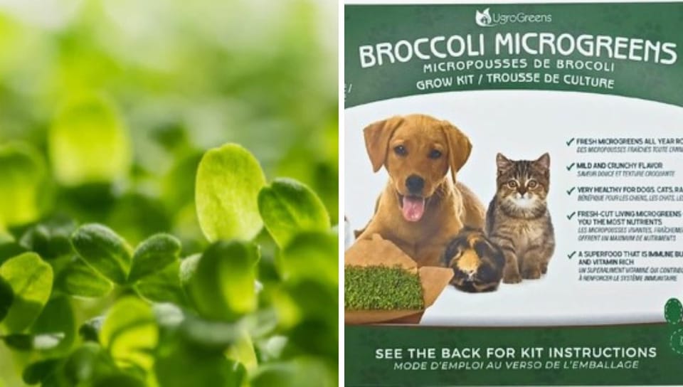 Paw-some Superfoods: Why Your Dog Needs Microgreens!
