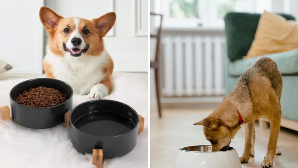 Doggie Dishes Done Right: The Ultimate Guide to Sparkling Clean Bowls