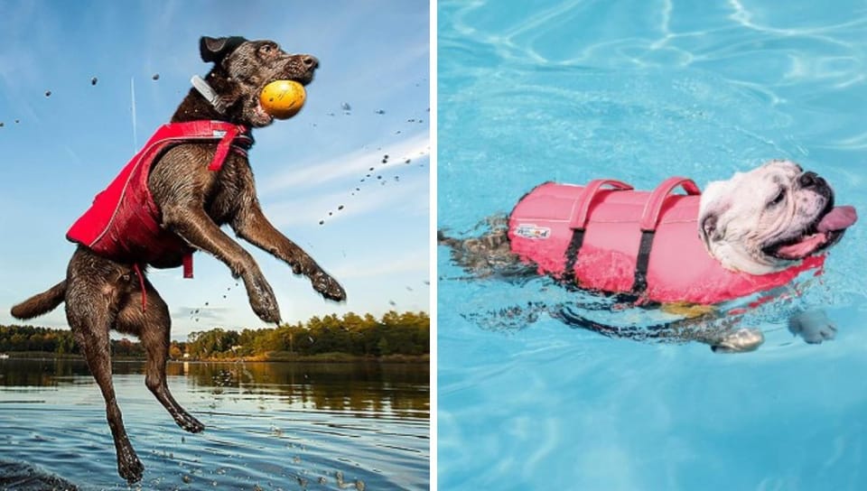 5 Best-Selling Dog Lifejackets on Amazon That Will Keep Your Furry Friend Safe and Stylish!